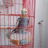 عروس هلندی جفت