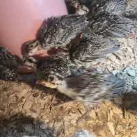 بوقلمون برنز