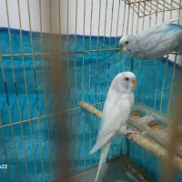مرغ عشق|پرنده|موگرمون, |دیوار