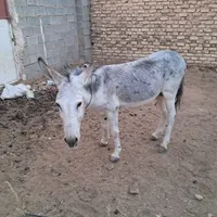 الاغ نر  جوان  .آرام اصیل وباری موقعیت استهبان|حیوانات مزرعه|شیراز, بازار|دیوار