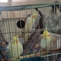 عروس هلندی
