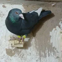 نر اوسا کار پریده