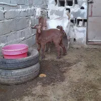 دورگ تالی کهره دار