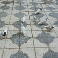 کفتر جفتی