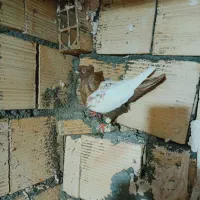 کفتر سینه طلایی وسینه مشکی