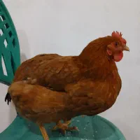 مرغ محلی تخم گزار