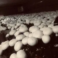 فروش قارچ درجه یک