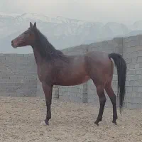 مادیان کرد همراه با کره