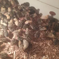 بلدرچین ۱۰روزه و۳۰روز خیلی خیلی سرحال