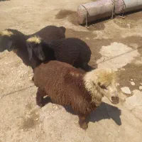 حیوانات مزرعه