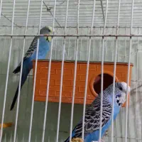 (مرغ عشق)