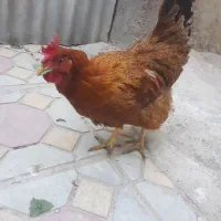 تخمگذار