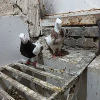 درود چندکبوتر نرماده برای فروش
