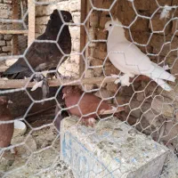 کبوتر تزئین