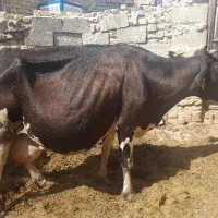 یک عدد گاو داشتی و گوشتی