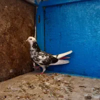 کفتر ۱۲رتا غریب گیری