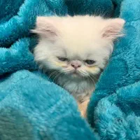 گربه پرشین|گربه|رشت, دیلمان|دیوار