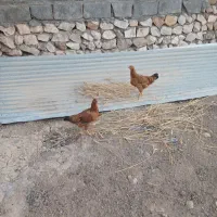 دو عدد وارک