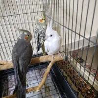 عروس هلندی