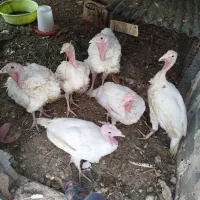 بوقلمو بیوتی 6اصل زرین