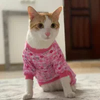 واکذاری رایگان گربه