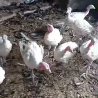 بیوتی۶ وزن بالای میانگین وزن ۳/۵ کیلو