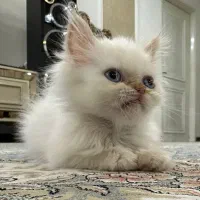 شاه توله پرشین گربه/ شرایط استثنائی/فوری