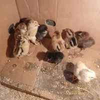 جوجه ۷ روزه