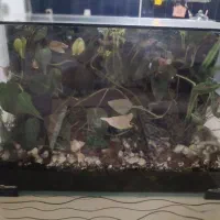 وسایل خانه دکور|گل و گیاه طبیعی|بیرجند, |دیوار