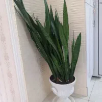 سه عدد گل طبیعی سرحال و پر