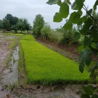 توم برنج هاشمی و طارم