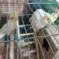 گنجیکونه کوچیکه آریو برزن ۱۲