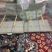 قفس