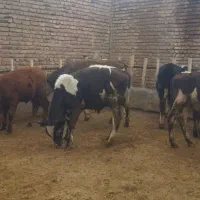 گوساله نر وماده