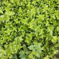 نشا گوجه فرنگی