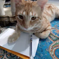 گربه خانگی Dshزیبا ومهربون