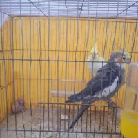عرویش هلندی جفت