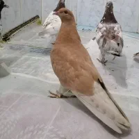 کبوتر