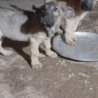 سرابی توله