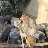 خروس بالغ ایسبار وگلین