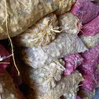 فروش سیر بذری
