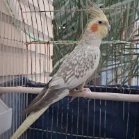 عروس پاریس ماده مرواریدی