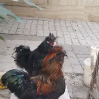 خروس