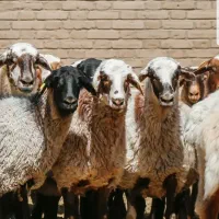 گوسفند زنده و بره در تهران بهاران