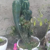 گله کاگتوس خاردار