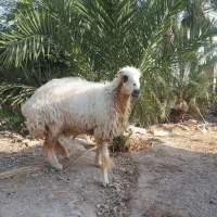 میش گوسفند درجه یک