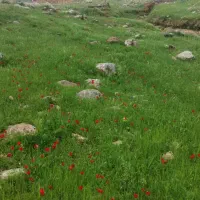 کارگر