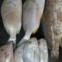 ماهی شوم و همور