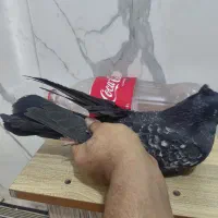 ۲جفت جوجه هیچ پری