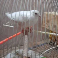 خال آلمانی دورگه
